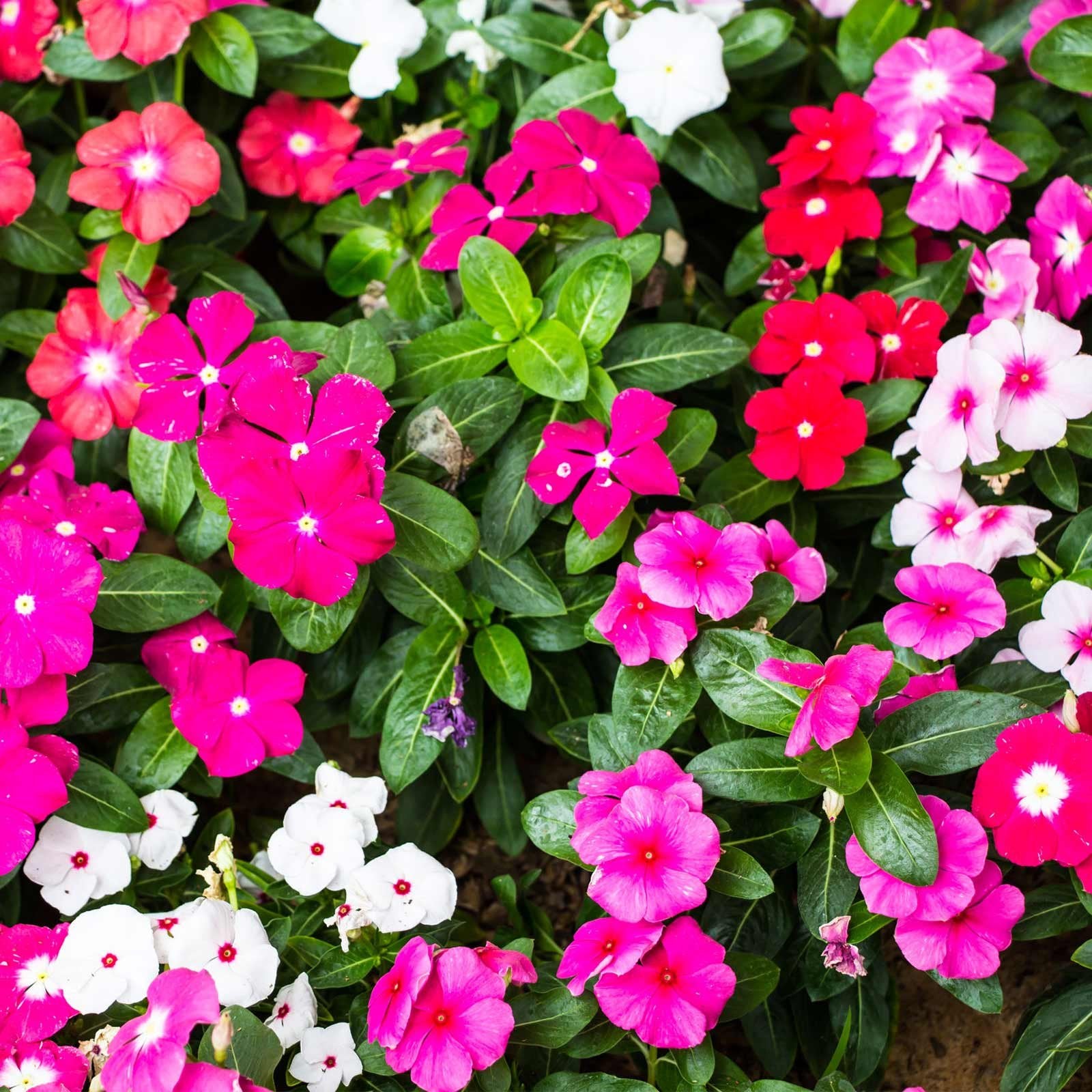 Mixed Periwinkle seeds for planting