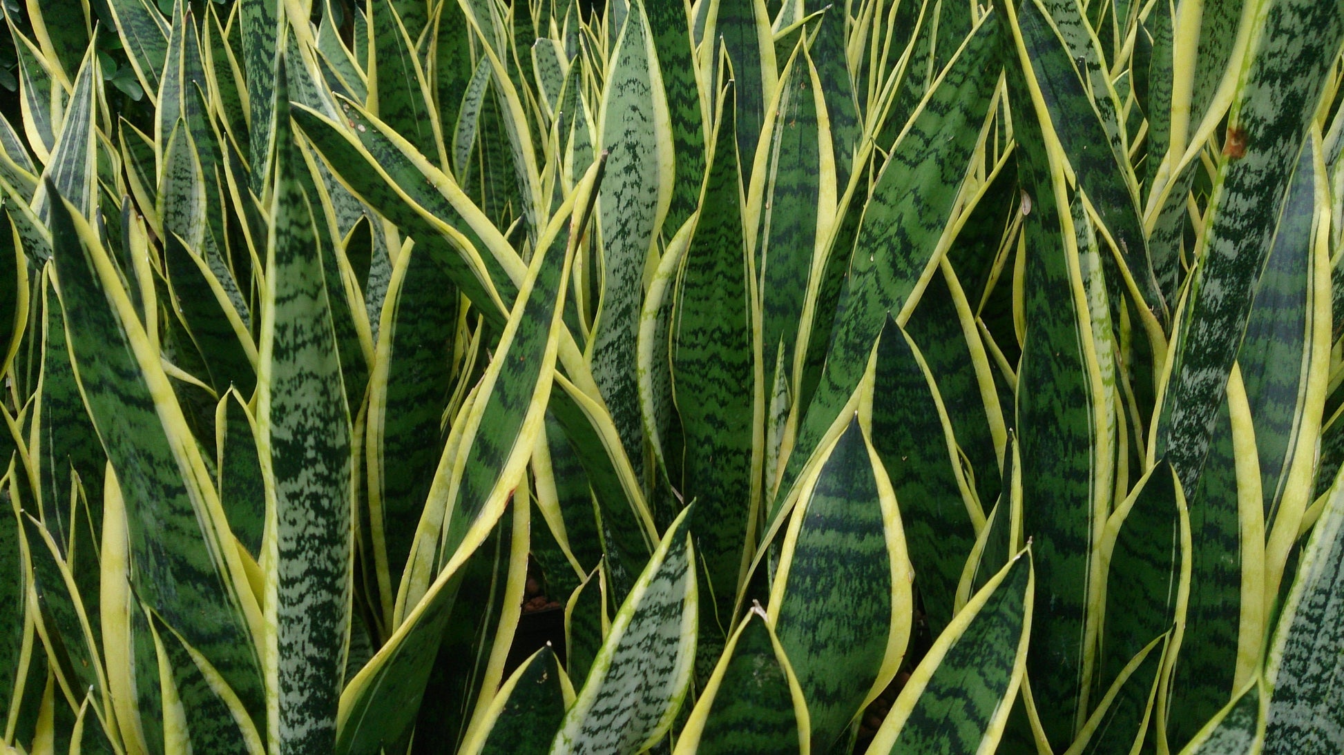 Mixed Sansevieria indoor potted plant