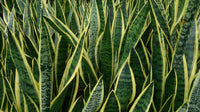 Mixed Sansevieria indoor potted plant