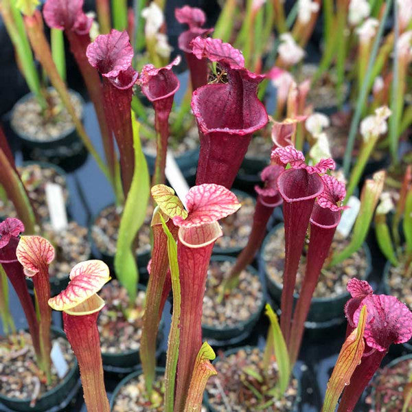 Mixed Sarracenia seeds for planting