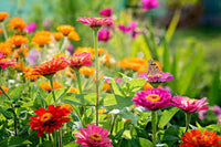Non GMO Mixed Thumbelina seeds
