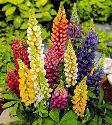 Mixed Tutti Frutti Lupine flower seeds for planting