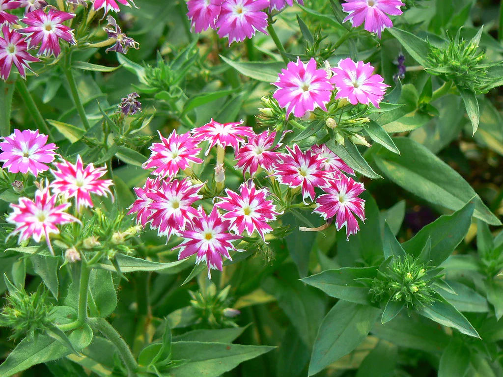 Mixed Twinkle Star Garden Flowers

