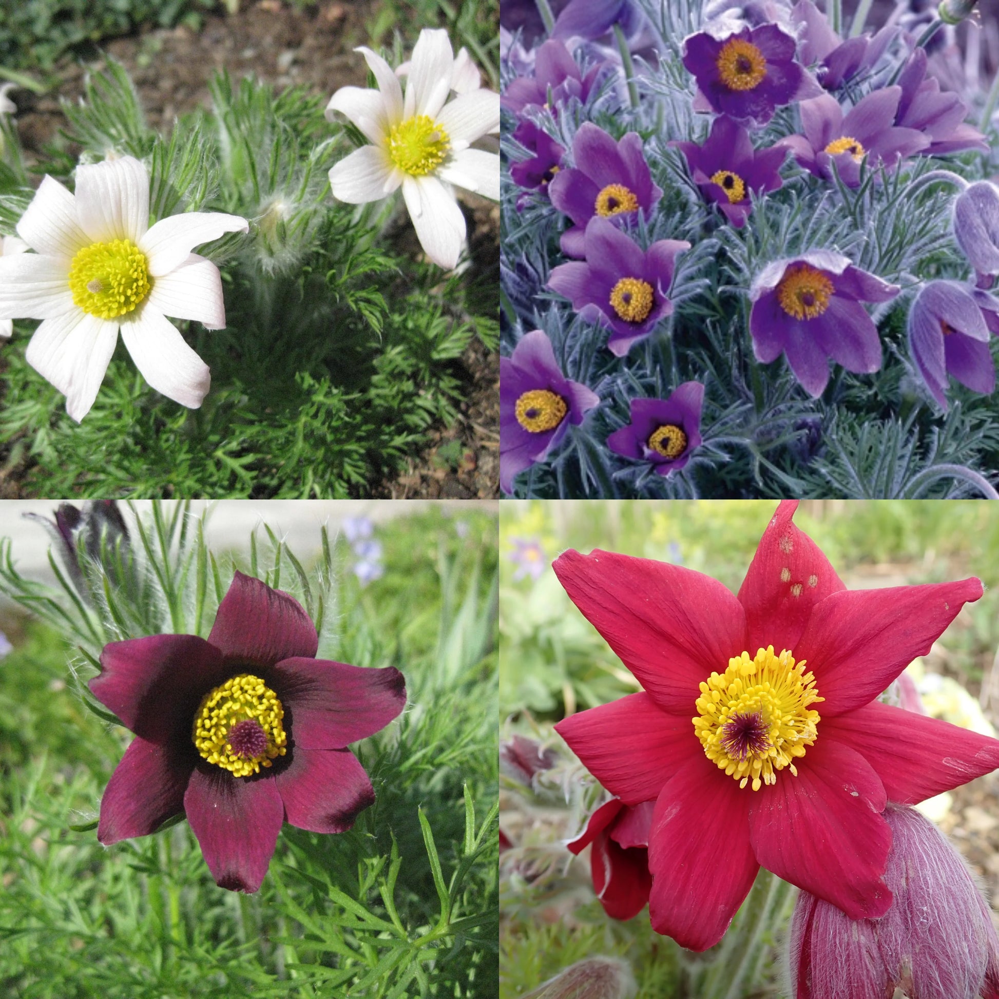 Mixed Anemone Pulsatilla Flower Seeds for Planting Bright Blooms Heirloom & GMO Free Seeds for Home Garden
 
 Sale