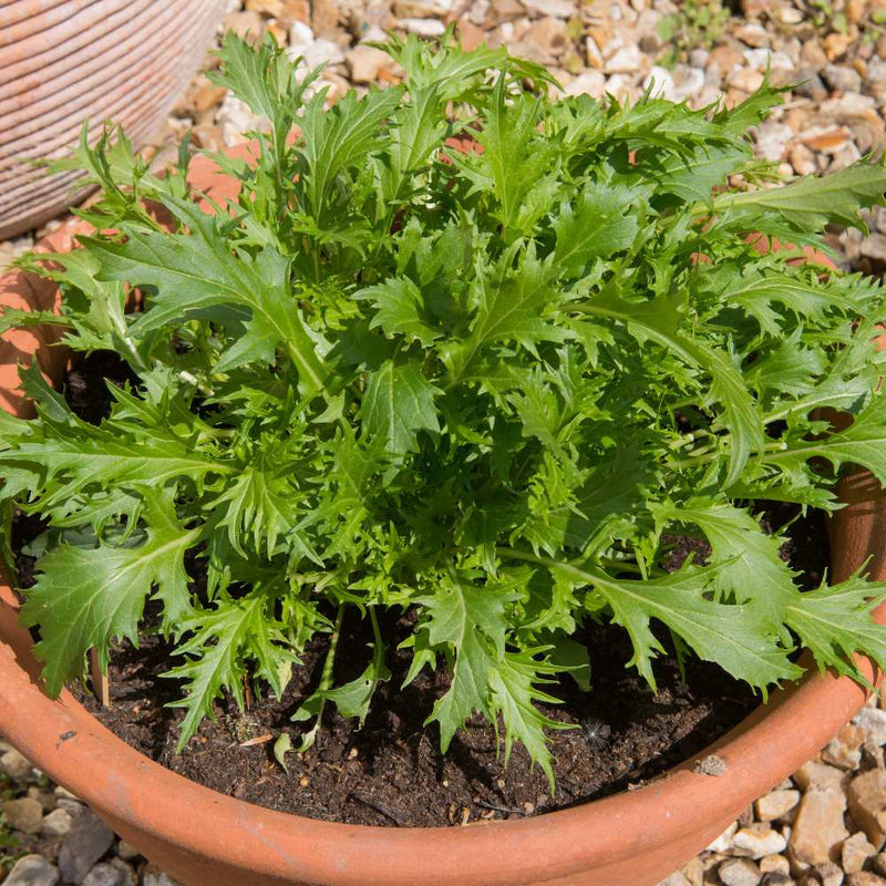 Green Mizuna Seeds for Planting Fast-Growing Vegetable Greens
