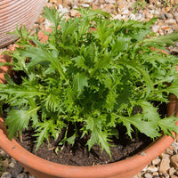 Green Mizuna Seeds for Planting  Fast-Growing Vegetable Greens
