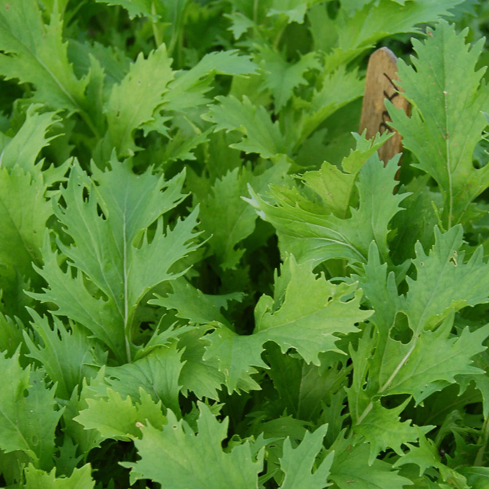 Green Mizuna Seeds for Planting  Fast-Growing Vegetable Greens