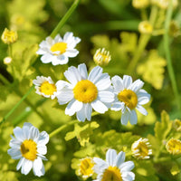 Feverfew Flower seeds for Planting Vibrant Colors Heirloom & GMO Free Seeds for Home Garden 
 
 Sale