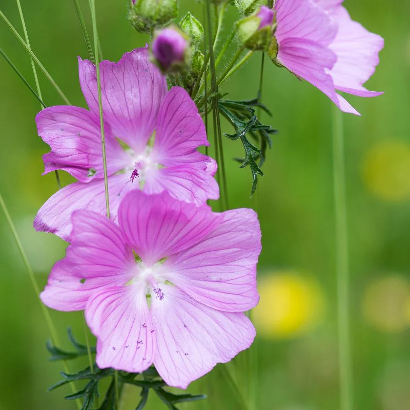 Pink Musk Mallow Flower seeds for Planting - Cottage Garden Essential, Heirloom & GMO Free Seeds for Home Garden