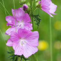Pink Musk Mallow Flower seeds for Planting - Cottage Garden Essential, Heirloom & GMO Free Seeds for Home Garden