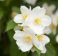 Philadelphus Coronarius Flower seeds for Planting - Compact Growth, Heirloom & GMO Free Seeds for Home Garden
