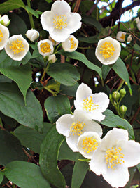 White Philadelphus Coronarius Seeds for Planting - Fragrant Mock Orange Blooms