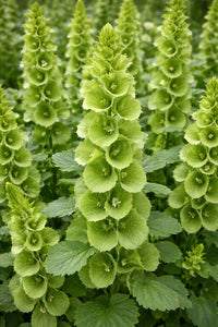Moluccella laevis Bells Of Ireland Flower seeds for Planting Garden Favorite Heirloom & GMO Free Seeds for Home Garden 
 
 Sale