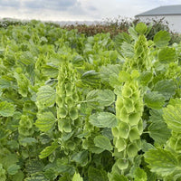Moluccella laevis Bells Of Ireland Flower seeds for Planting Garden Favorite Heirloom & GMO Free Seeds for Home Garden 
 
 Sale