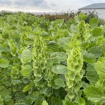 Moluccella laevis Bells Of Ireland Flower seeds for Planting Garden Favorite Heirloom & GMO Free Seeds for Home Garden 
 
 Sale