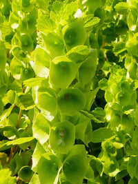 Bells of Ireland Flower seeds for Planting Wildflower Mix Heirloom & GMO Free Seeds for Home Garden