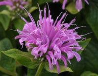 Lavender Monarda Flower seeds for Planting - Wildflower Mix, Heirloom & GMO Free Seeds for Home Garden