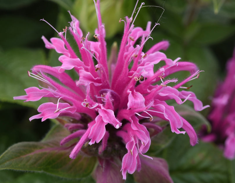 Pink Monarda Flower seeds for Planting - Easy to Grow, Heirloom & GMO Free Seeds for Home Garden