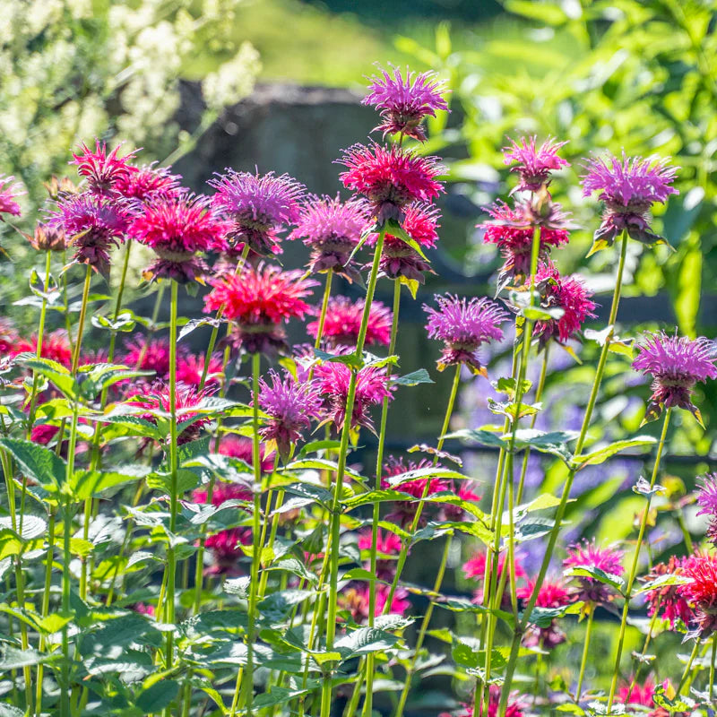 Ornamental Bee Balm mixed seeds for landscapes