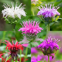Mixed Monarda Didyma seeds for planting