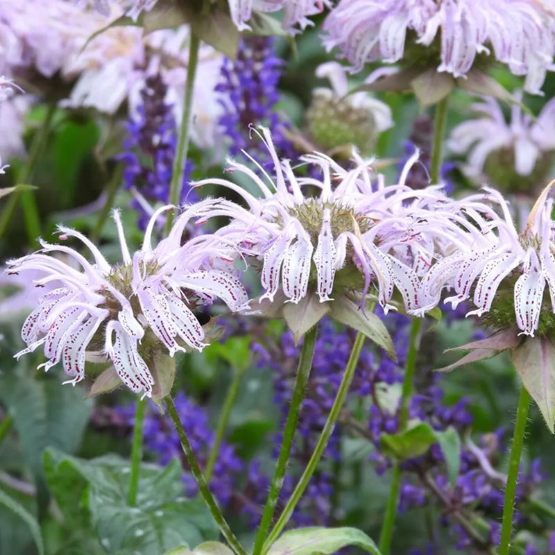 Monarda Bradburiana Flower seeds for Planting, Vibrant Colors Heirloom & GMO Free Seeds for Home Garden