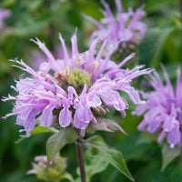 Violet Bergamot Flower seeds for Planting - Hardy Variety, Heirloom & GMO Free Seeds for Home Garden