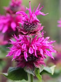 Monarda Flower seeds for Planting Perfect for Borders Heirloom & GMO Free Seeds for Home Garden