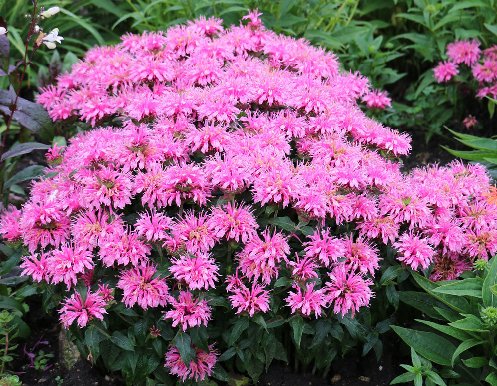 Pink Monarda Flower seeds for Planting - Easy to Grow, Heirloom & GMO Free Seeds for Home Garden