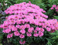 Pink Monarda Flower seeds for Planting - Easy to Grow, Heirloom & GMO Free Seeds for Home Garden