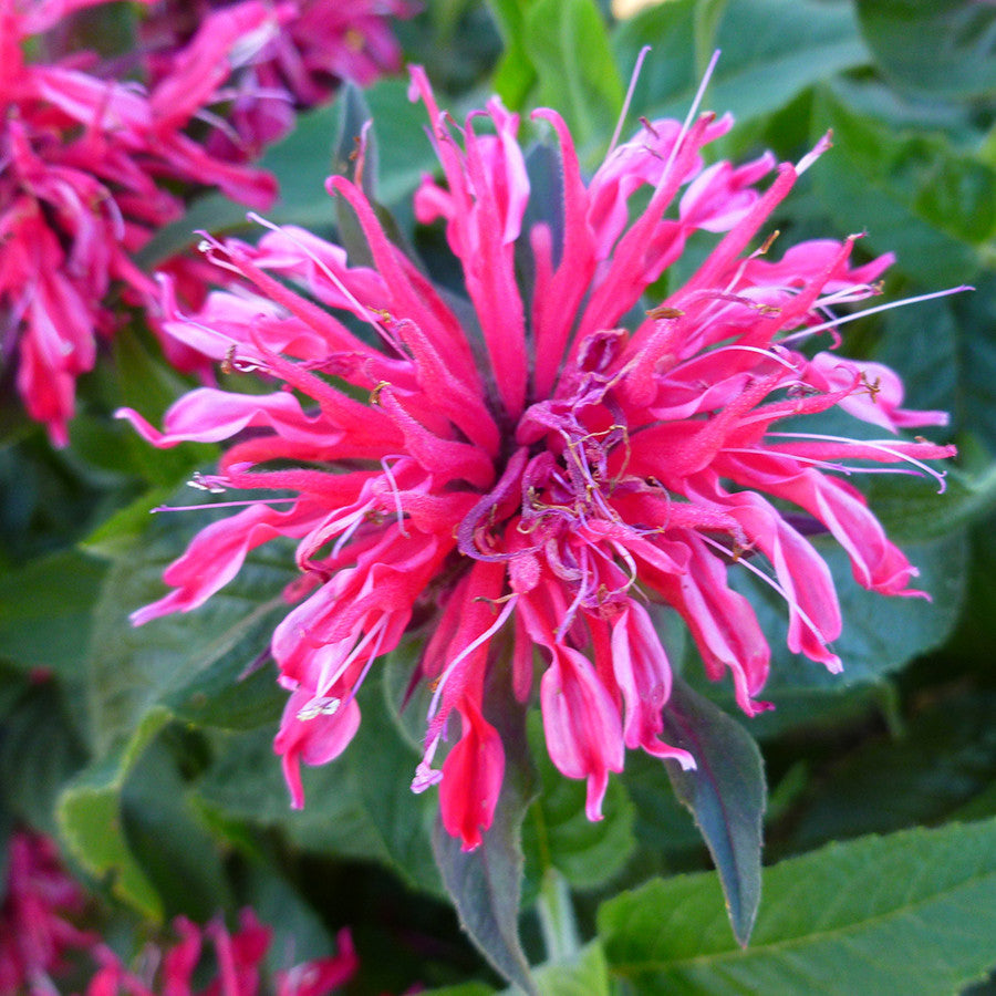 Pink Monarda Flower seeds for Planting - Vibrant Colors, Heirloom & GMO Free Seeds for Home Garden