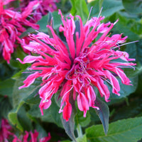 Pink Monarda Flower seeds for Planting - Vibrant Colors, Heirloom & GMO Free Seeds for Home Garden