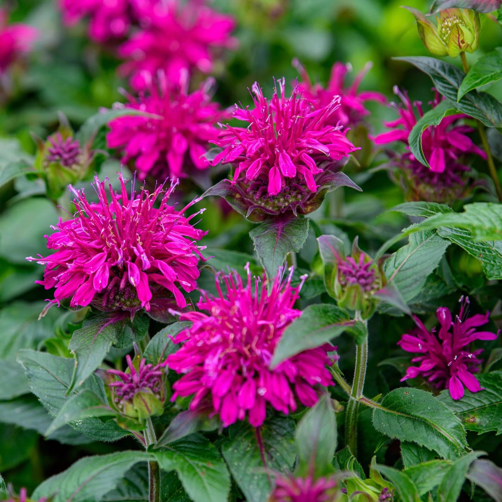 Purple Monarda Didyma Flower seeds for Planting - Garden Favorite, Heirloom & GMO Free Seeds for Home Garden