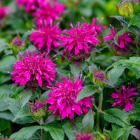 Purple Monarda Didyma Flower seeds for Planting - Garden Favorite, Heirloom & GMO Free Seeds for Home Garden