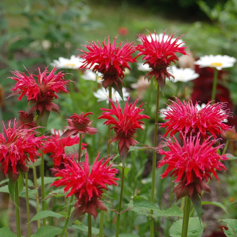 Mondarda Didyma Flower seeds for Planting Garden Favorite Heirloom & GMO Free Seeds for Home Garden