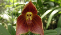 Monkey Orchid Flower seeds for Planting Drought Tolerant Heirloom & GMO Free Seeds for Home Garden