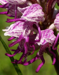 Purple Dracula Flower seeds for Planting - Wildflower Mix, Heirloom & GMO Free Seeds for Home Garden