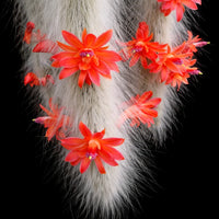 Cleistocactus Colademononis Flower seeds for Planting - Drought Tolerant, Heirloom & GMO Free Seeds for Home Garden