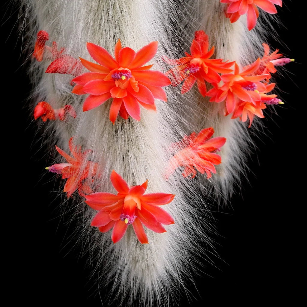 Monkey Tail Cactus Seeds Flower seeds for Planting - Low Maintenance, Heirloom & GMO Free Seeds for Home Garden