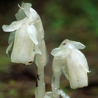 White Monotropa Uniflora Flower seeds for Planting - Compact Growth, Heirloom & GMO Free Seeds for Home Garden
