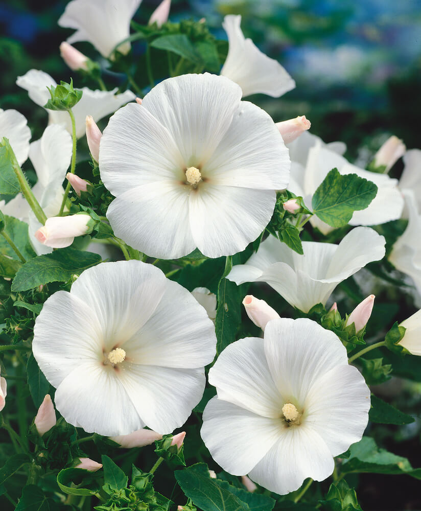 White Lavatera Flower seeds for Planting Drought Tolerant Heirloom & GMO Free Seeds for Home Garden
 
 Sale
