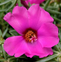 Purple Portulaca Flower seeds for Planting Compact Growth Heirloom & GMO Free Seeds for Home Garden 
 
 Sale