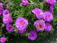 Pink MossRose Flower seeds for Planting Drought Tolerant Heirloom & GMO Free Seeds for Home Garden 
 
 Sale