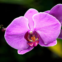 Butterfly Orchid Purple Flower seeds for Planting - Pollinator Friendly, Heirloom & GMO Free Seeds for Home Garden