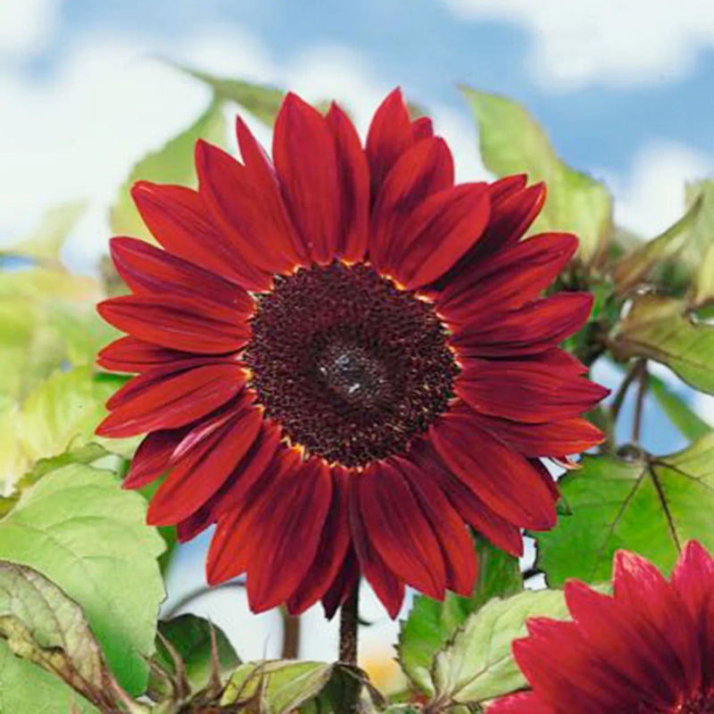 Moulin Rouge Sunflower seeds for planting
