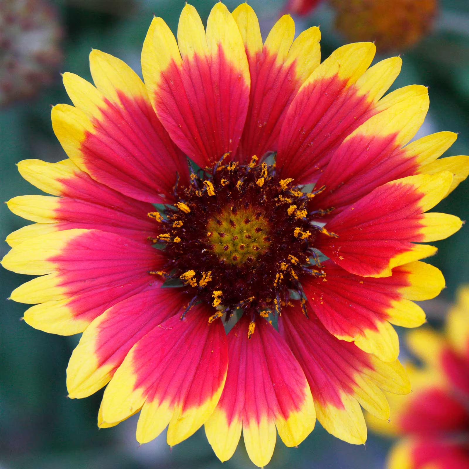 Yellow Red Aristata Flower Seeds for Garden Planting  Vibrant Blooms