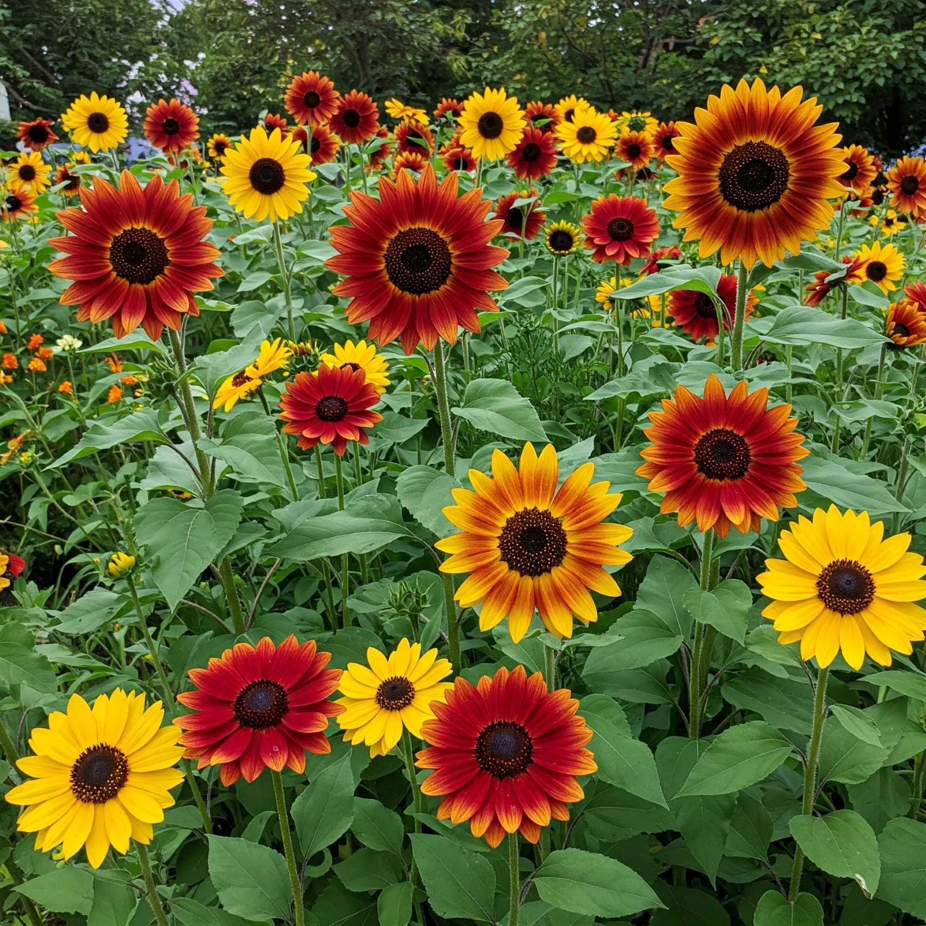 Sunflower Flower seeds for Planting Hardy Variety Heirloom & GMO Free Seeds for Home Garden