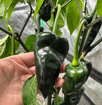 Green Ancho Poblano Vegetable Planting Seeds