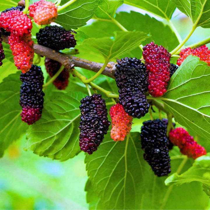 Mulberry Fruit Planting Seeds - Grow Your Own Delicious Mulberries with Easy Planting Instructions