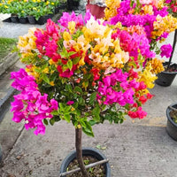 Bougainvillea Mixed Colors Flower Seeds for Planting