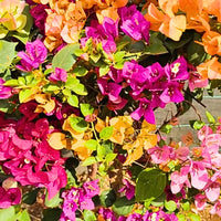 MultiColour Bougainvillea Flower Seeds for Planting Cottage Garden Essential Heirloom & GMO Free Seeds for Home Garden
 
 Sale